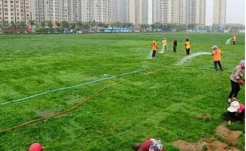 商务楼 绿化苗木改造升级
