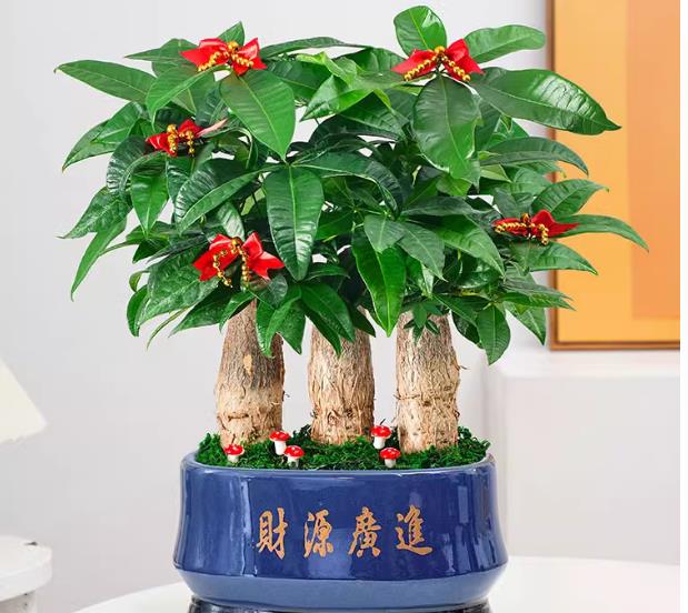 步步高升发财树