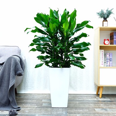 大型绿植 螺纹铁