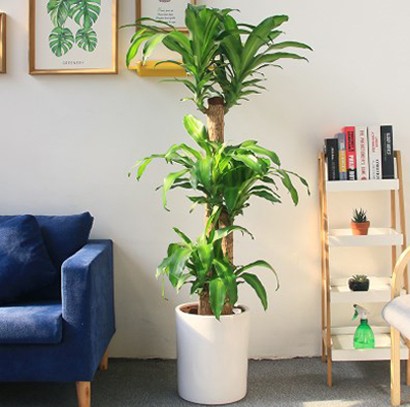 大型绿植盆栽 巴西木