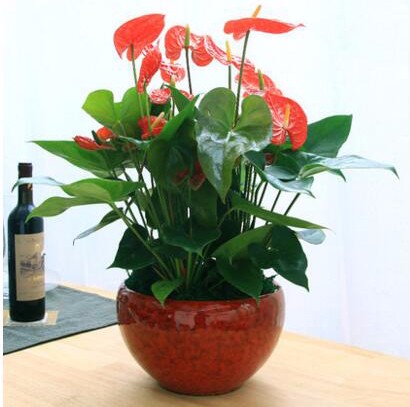 前台盆栽 大红掌盆栽