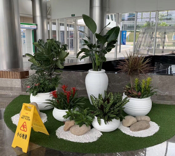 一家专注增城及新塘区域提供绿植租摆出租服务的公司