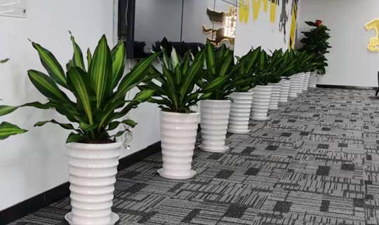 大气易养的办公室绿植推荐